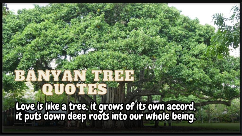Banyan Tree Quotes