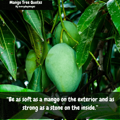 Mango Tree Captions