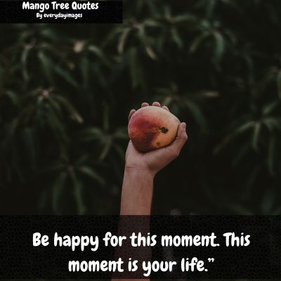 Positive Mango Tree Captions