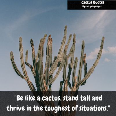 Cactus Quotes