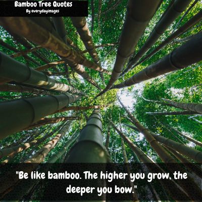 Be like a Bamboo Tree Quotes