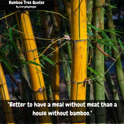 Life Bamboo Tree Quotes