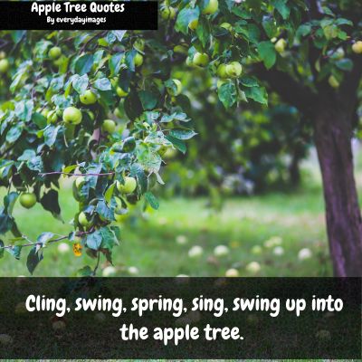 Apple Tree Saying