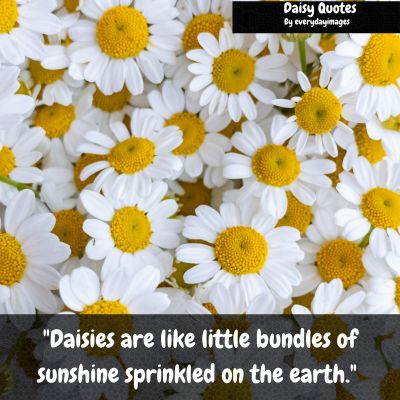 Cute Daisy Quotes