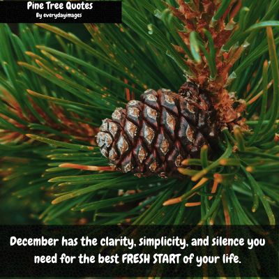 Pine Tree Quotes