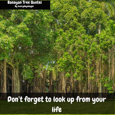 Banyan tree captions for Instagram