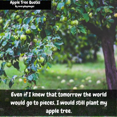 Martin Luther Apple Tree Quotes