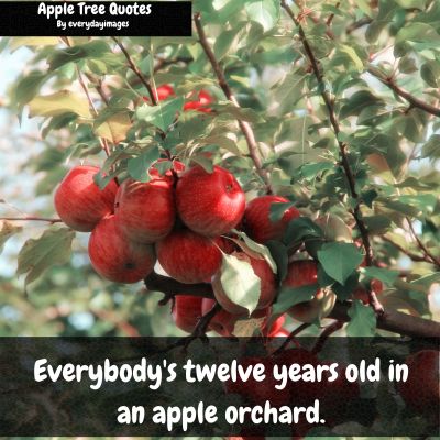 Motivational Apple Tree Quotes