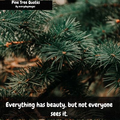 Inspirational Pine Tree Quotes