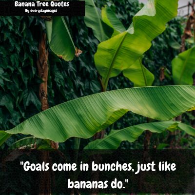 Banana Tree Funny Quotes