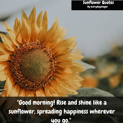 Positive Good Morning Sunflower Quotes
