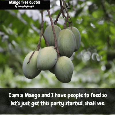 Mango Tree Funny Captions