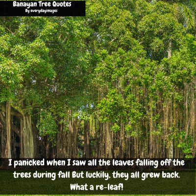 Banyan tree historical quotes