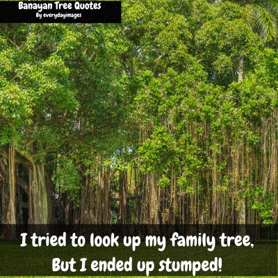Funny Banyan tree quotes