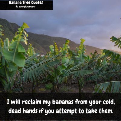 Banana Tree Instagram Captions