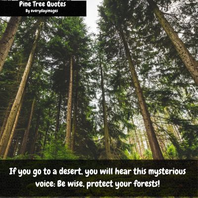 Famous Pine Tree Quotes