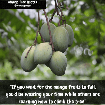 Motivational Mango Tree Captions