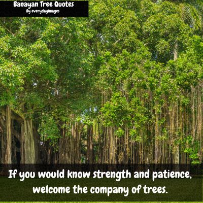 Motivational banyan tree quotes