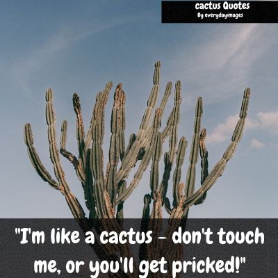 Funny Cactus Quotes
