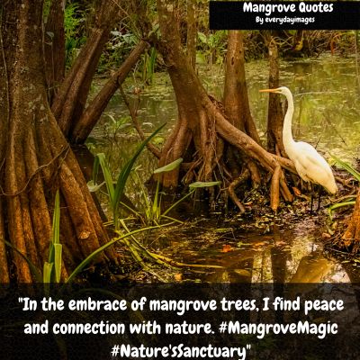 Mangrove Tree Quotes For Instagram