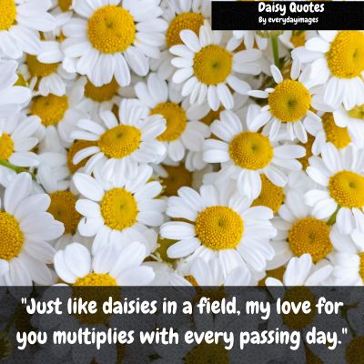 Daisy Love Quotes
