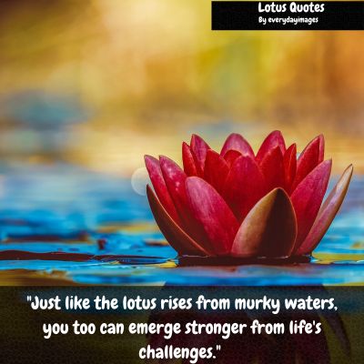Motivational Lotus Quotes