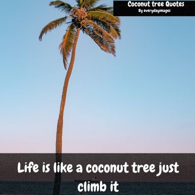 Coconut tree quotes about life
