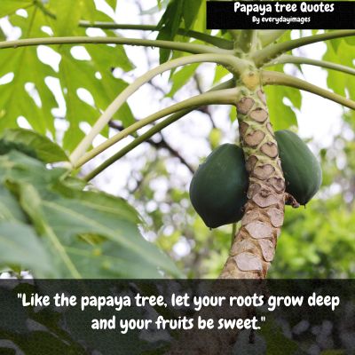  Best Papaya Tree Quotes