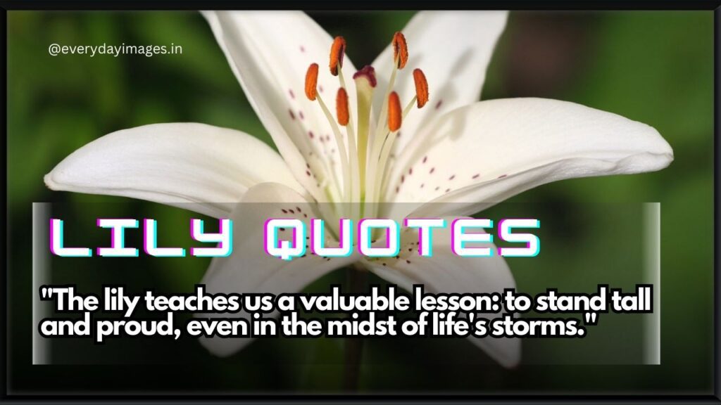 Lily Quotes