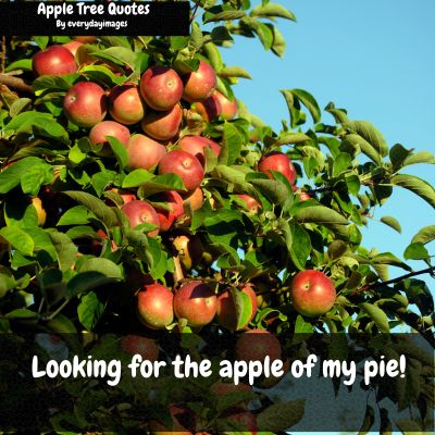 Apple Tree Captions for Instagram