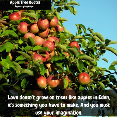 Apple Tree Quotes About Love