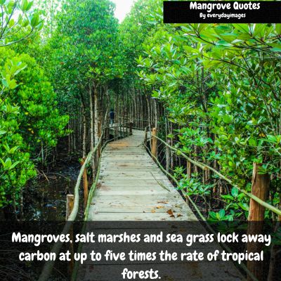 Mangrove Tree Quotes