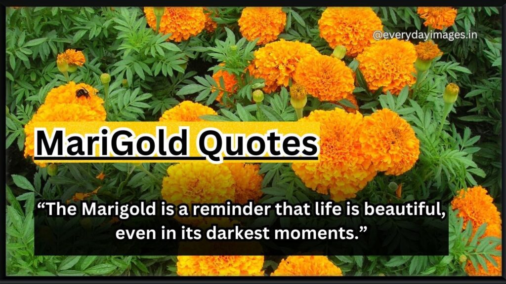 Marigold Quotes