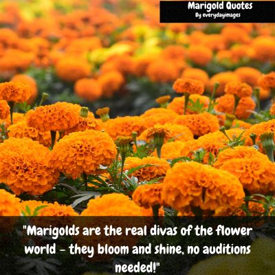 Funny Marigold Quotes