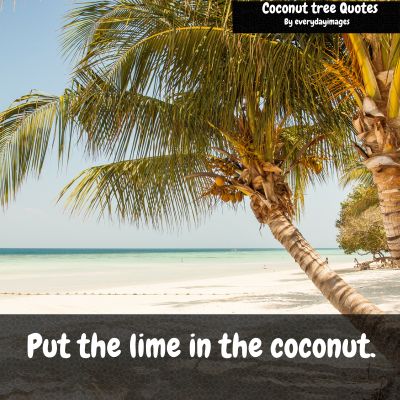 Quotes about coconut tree