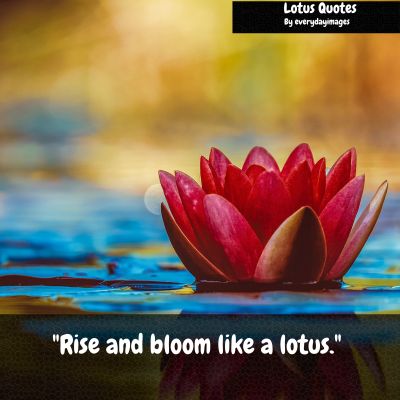 Lotus Short Quotes