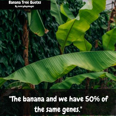 Banana Tree Motivational Quotes