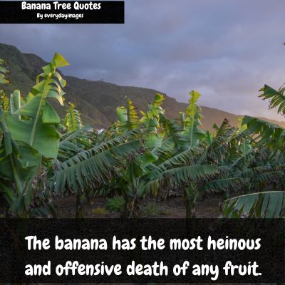 Banana The Tree of Love Quotes