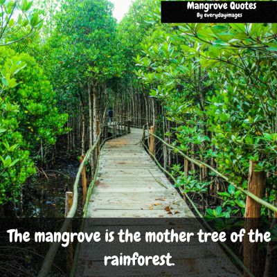 Inspirational mangrove Tree quotes
