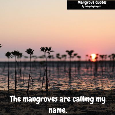 Funny Captions about Mangrove tree