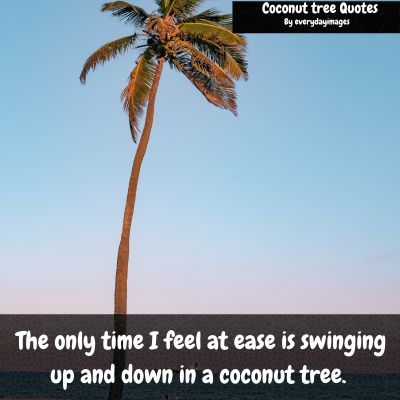 Inspirational coconut tree quotes