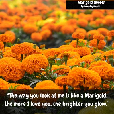 Marigold sayings