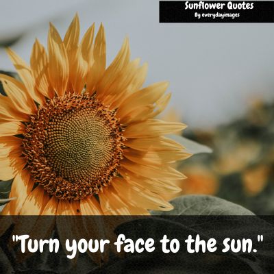 Sunflower Short Quotes 