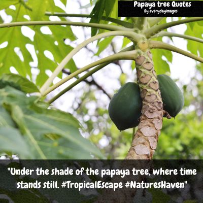 Papaya Tree Captions