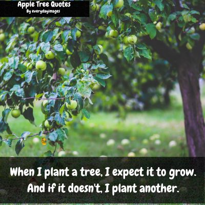 Plant an Apple Tree Quotes