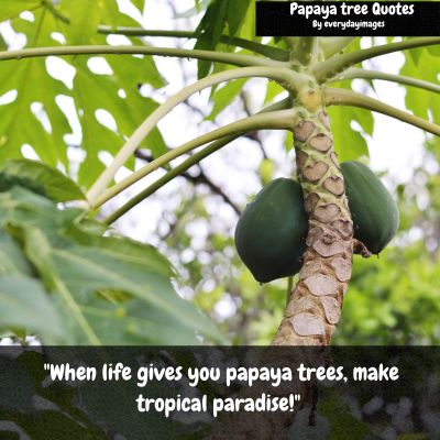   Funny captions About Papaya Tree