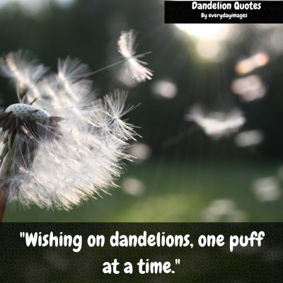 Cute Dandelion Quotes