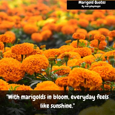 Marigold Short Quotes