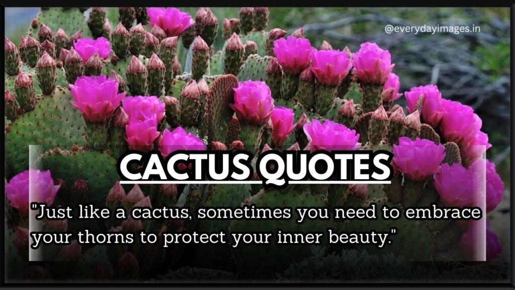 Cactus quotes