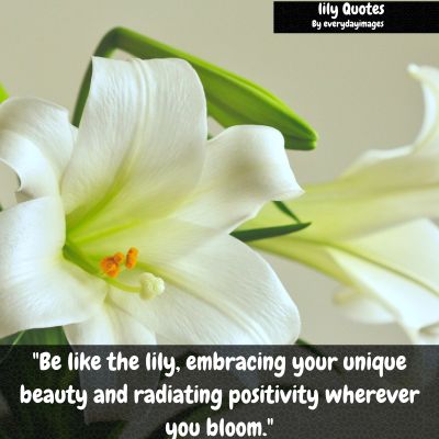 Inspirational Lily Flower Quotes